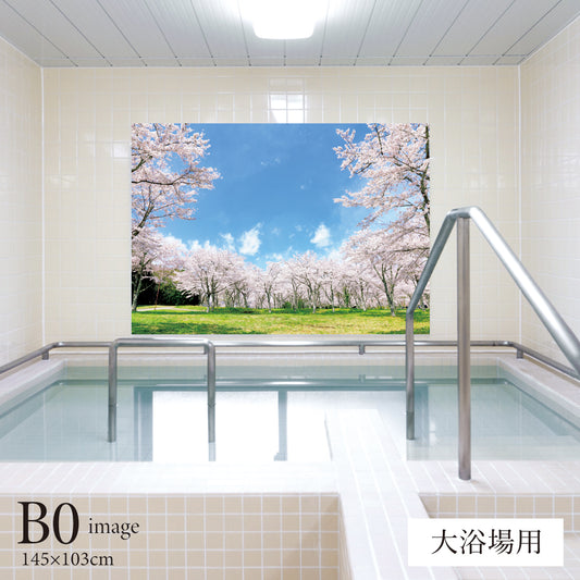 満開の桜 【業務用サイズ】