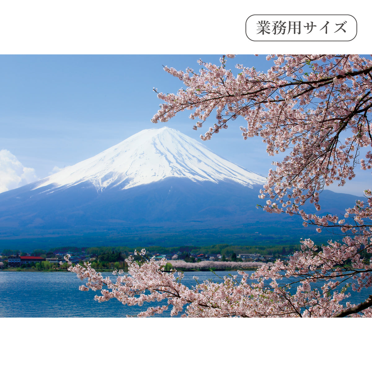満開の桜と富士山 【業務用サイズ】