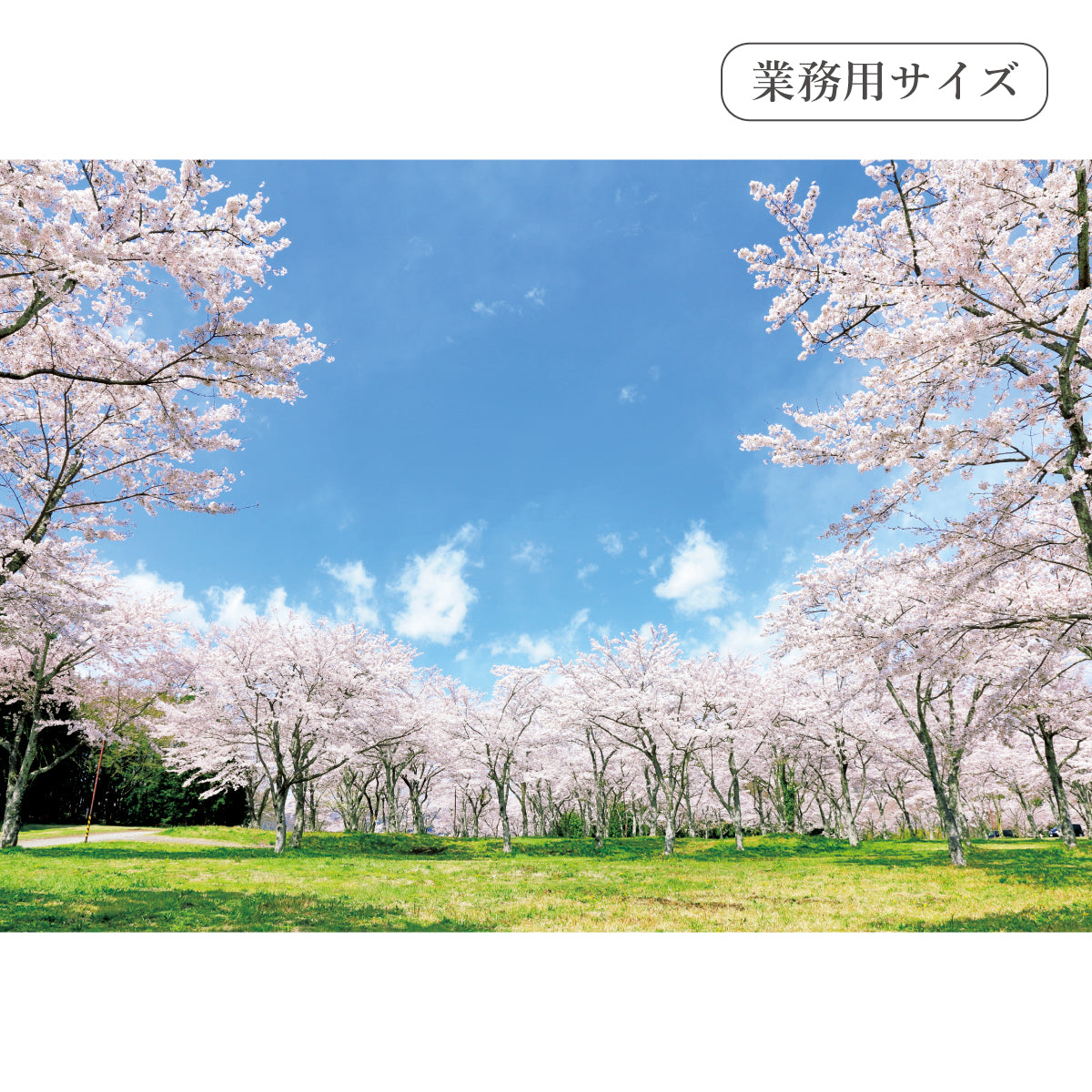 満開の桜 【業務用サイズ】