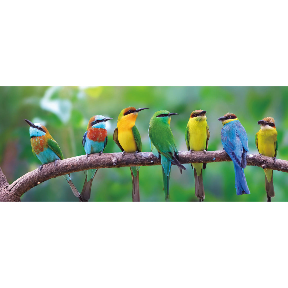 鳥たちの一休み(パノラマ)