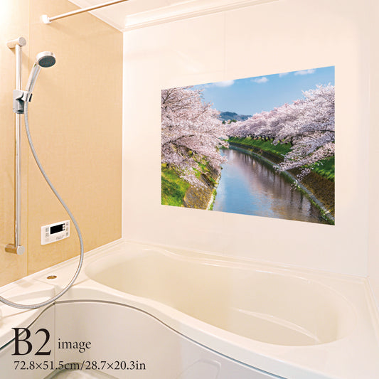 Cherry blossoms and Japanese white-eye