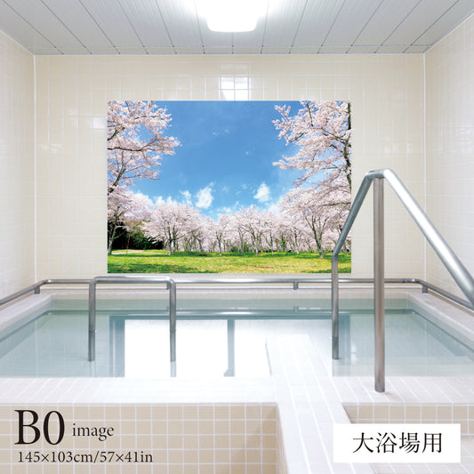 満開の桜　【業務用サイズ】