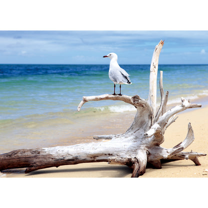 お風呂ポスター 海を見つめる海鳥