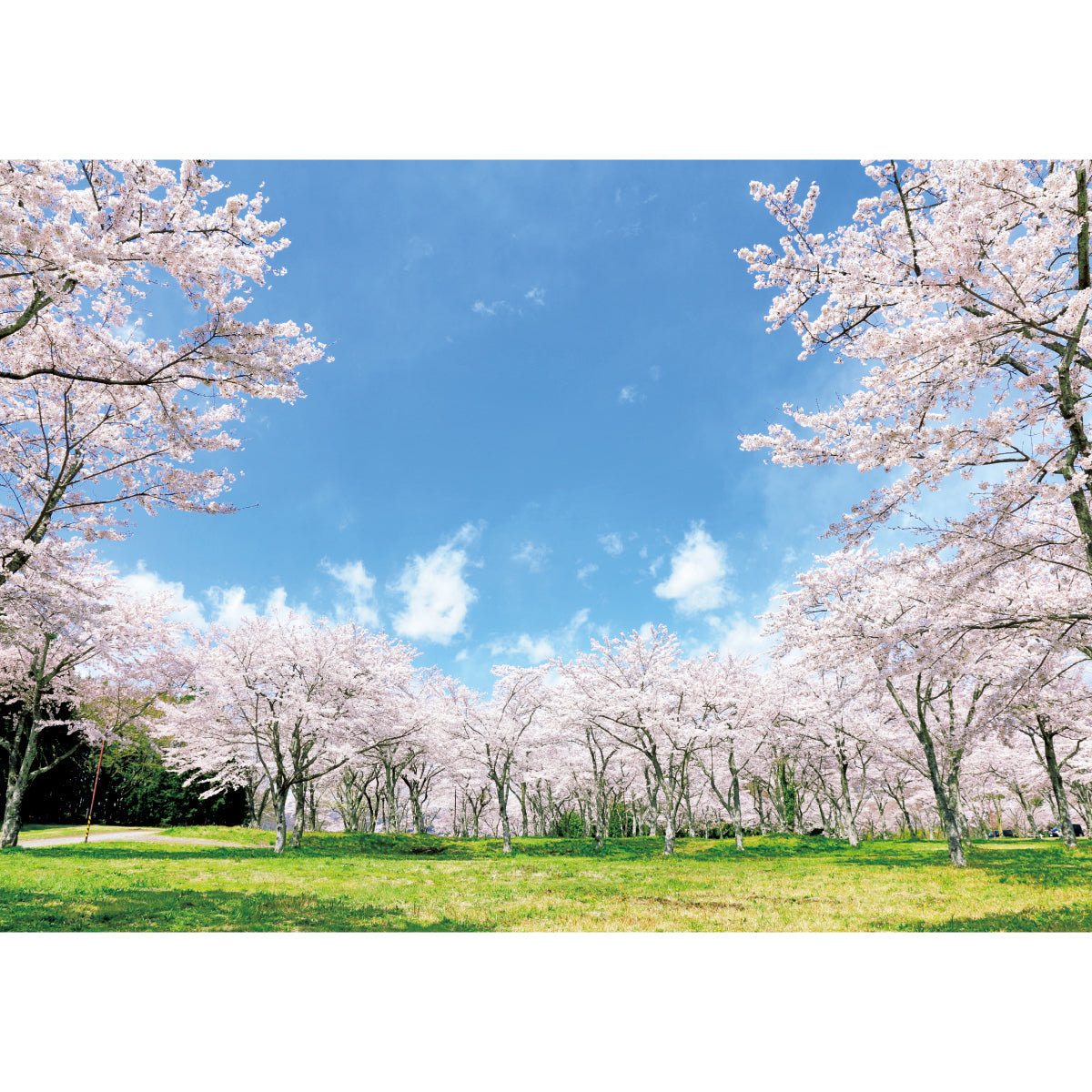 お風呂ポスター 満開の桜