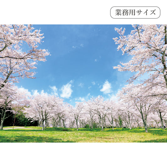 満開の桜　【業務用サイズ】