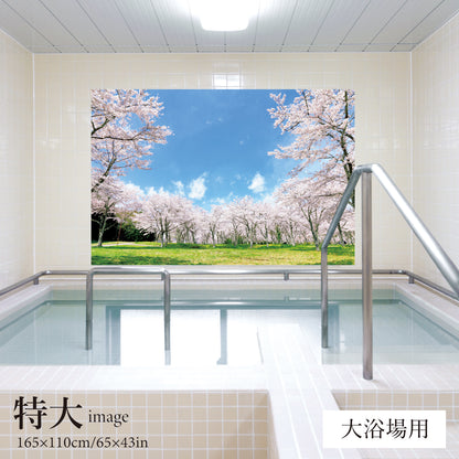 満開の桜　【業務用サイズ】